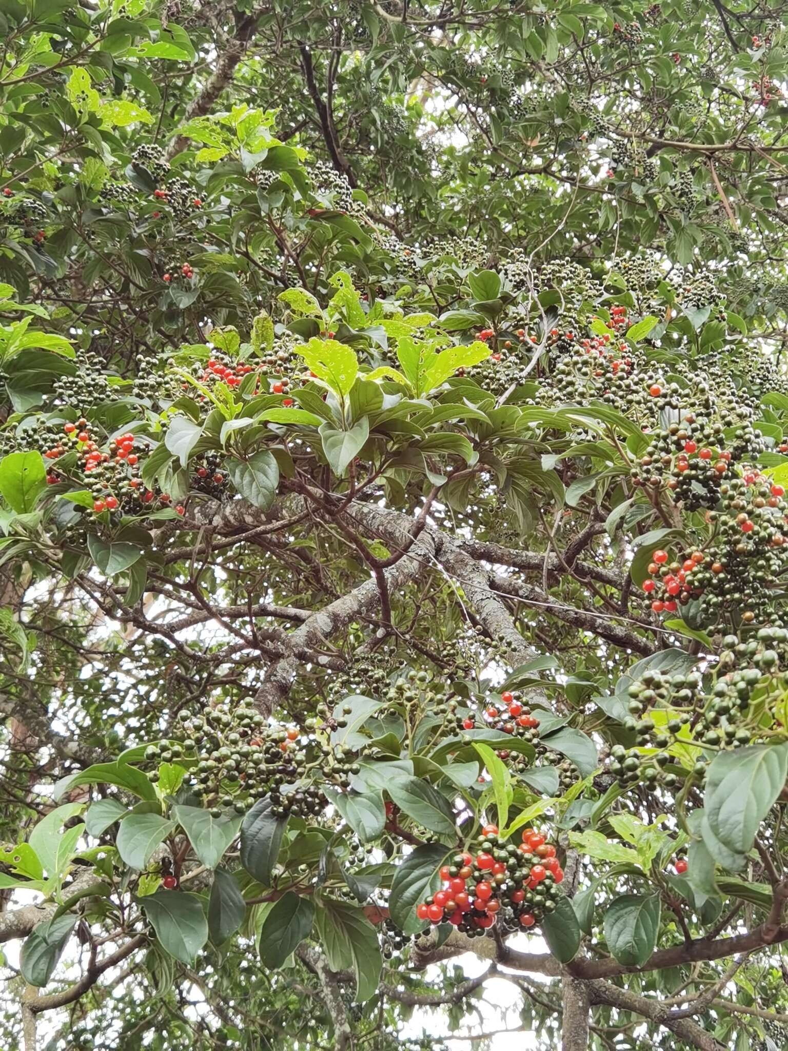 Image of Cordia eriostigma Pittier