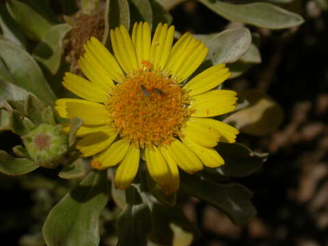 Image of Asteriscus daltonii (Webb.) Walt.