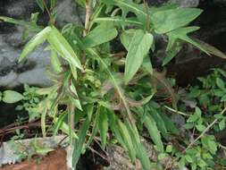 Image of Indian lettuce