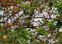 Image of Grey-fronted Green Pigeon