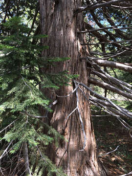 Juniperus occidentalis var. australis (Vasek) P. Lebreton & N. H. Holmgren的圖片