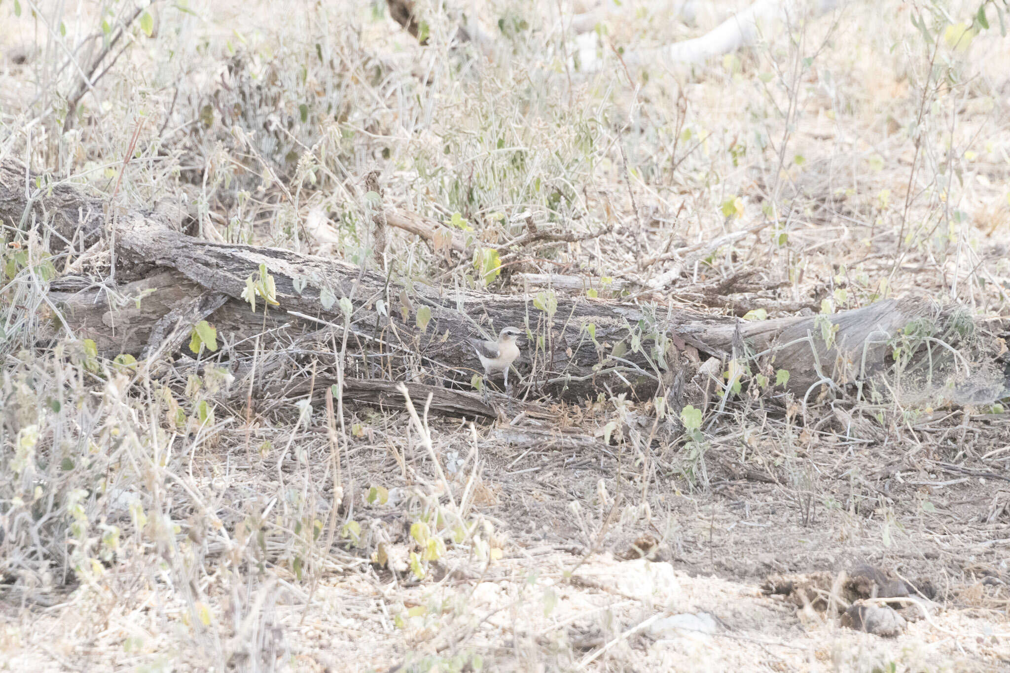 Image of Isabelline Wheatear