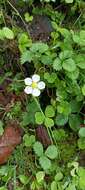 Image of Fragaria nubicola Lindl.