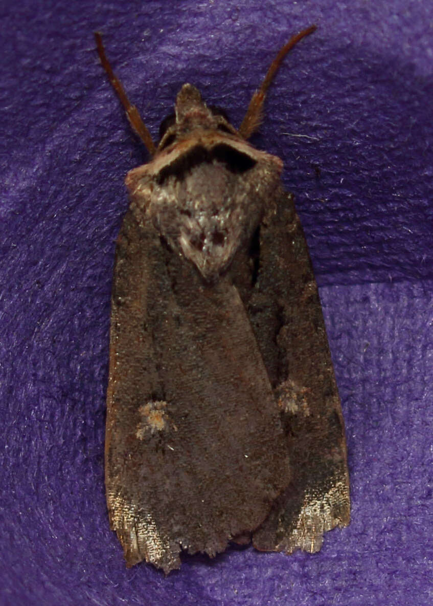 Image of Adelphagrotis indeterminata Walker 1865