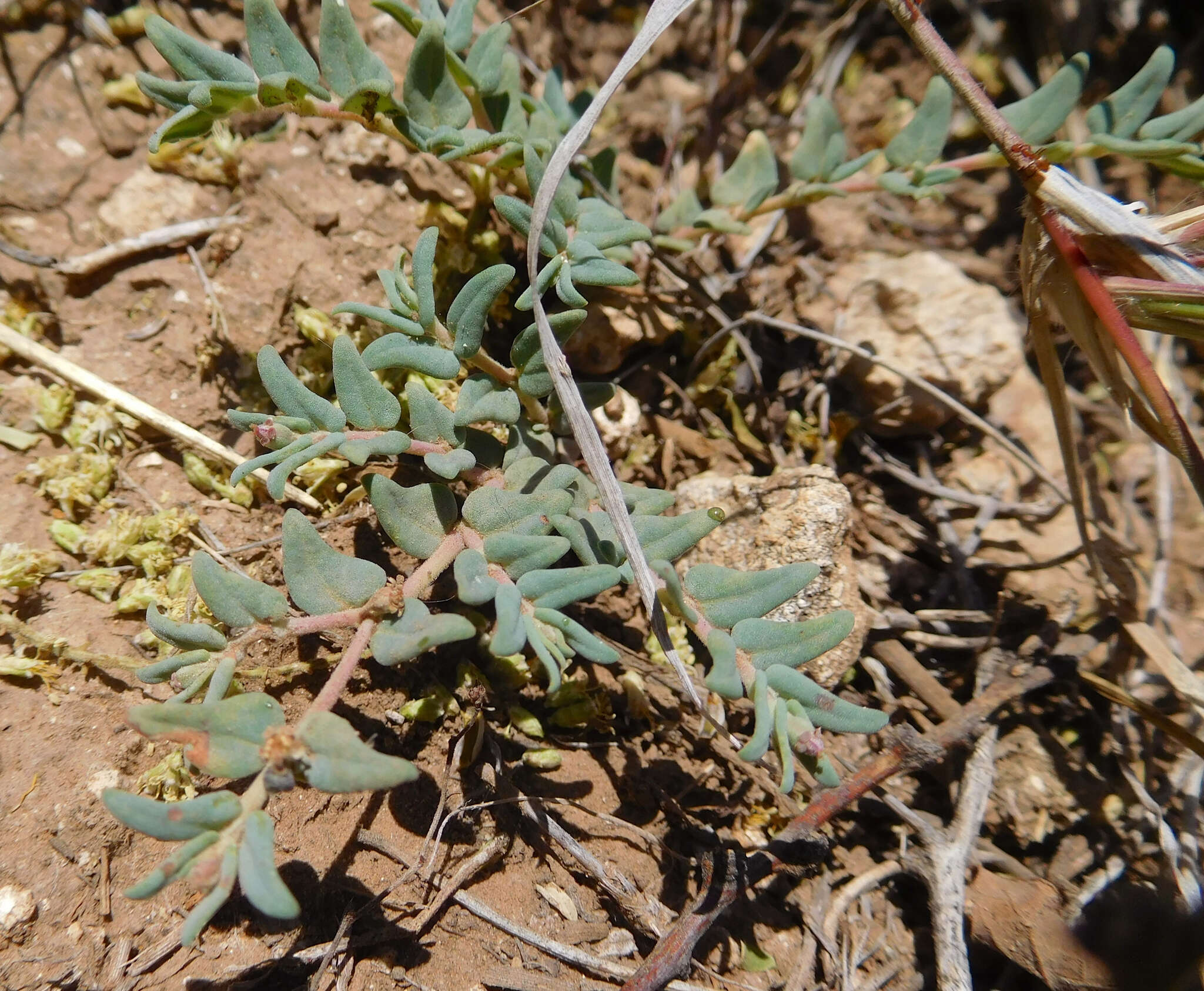 Image of hoary sandmat