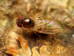 Image of Mycodrosophila claytonae Wheeler & Takada 1963