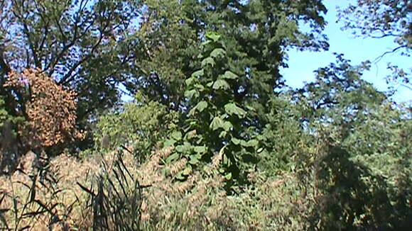 Image of Paulownia tomentosa (Thunb.) Steud.