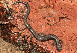 Image of Fairview Slender Salamander