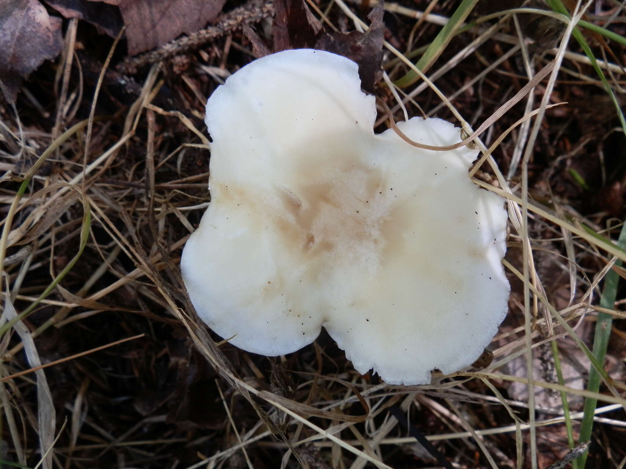 Слика од Hygrocybe angustifolia (Murrill) Candusso 1997