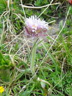 Image of alpine fleabane