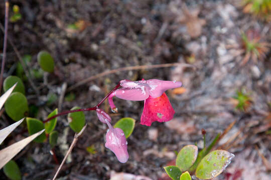 Plancia ëd Utricularia quelchii N. E. Br.