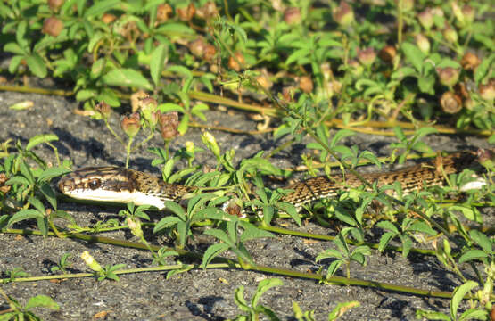 Image of Mexican Patchnose snake