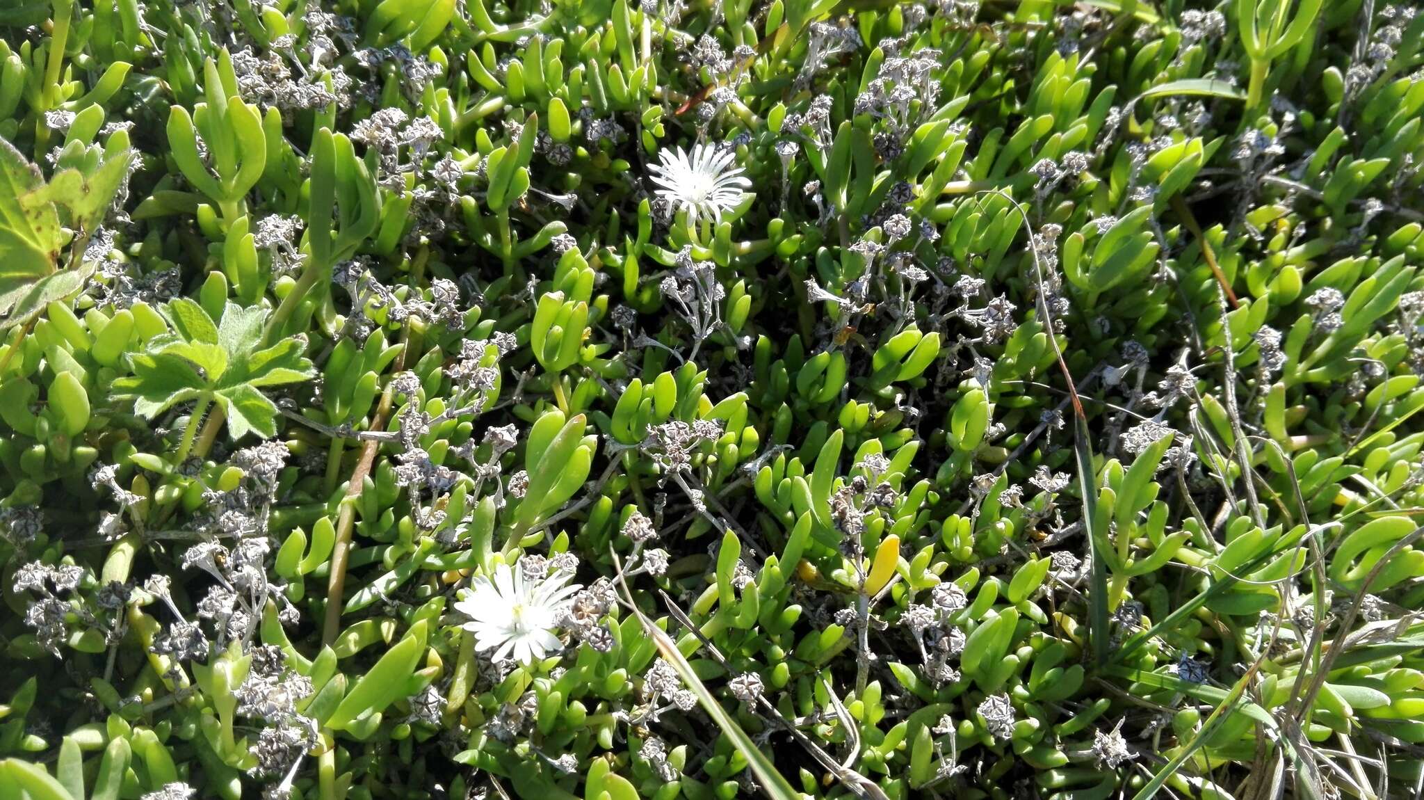 Imagem de Delosperma uncinatum L. Bol.