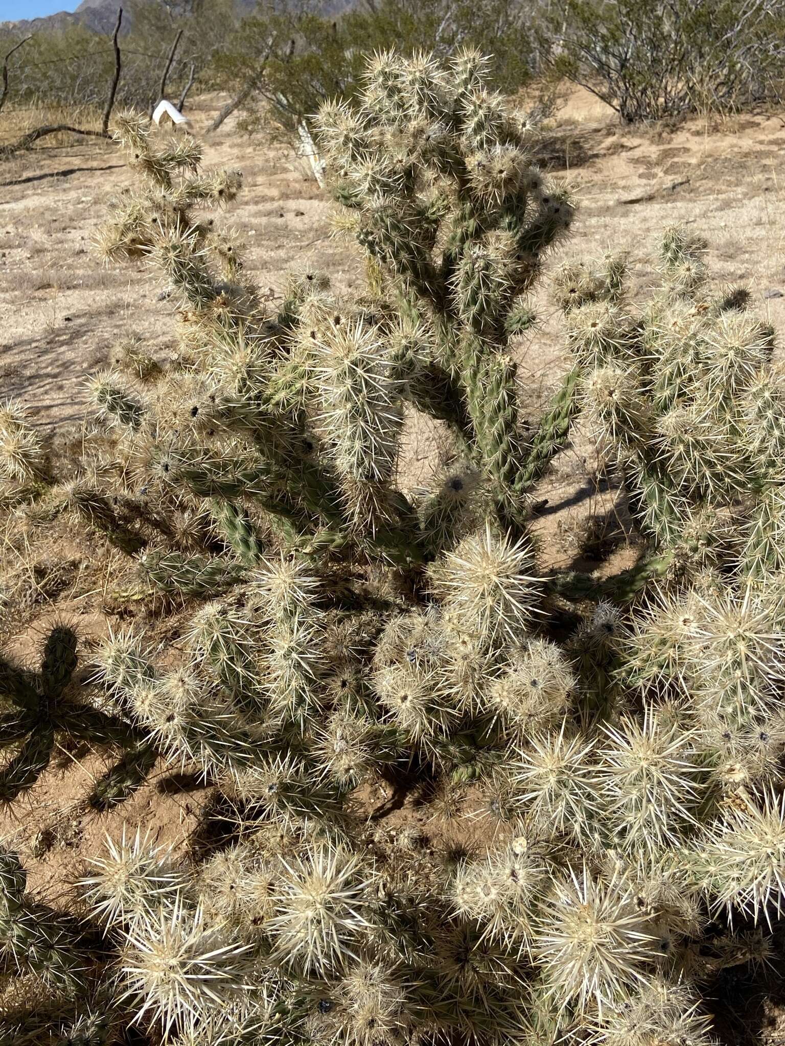 Image of Cylindropuntia sanfelipensis (Rebman) Rebman