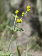 Image de Villanova oppositifolia Lag.