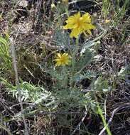 Image of Modoc hawksbeard