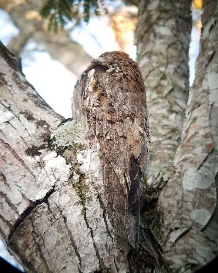 Image of Long-tailed Potoo