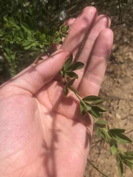 Image of striated broom