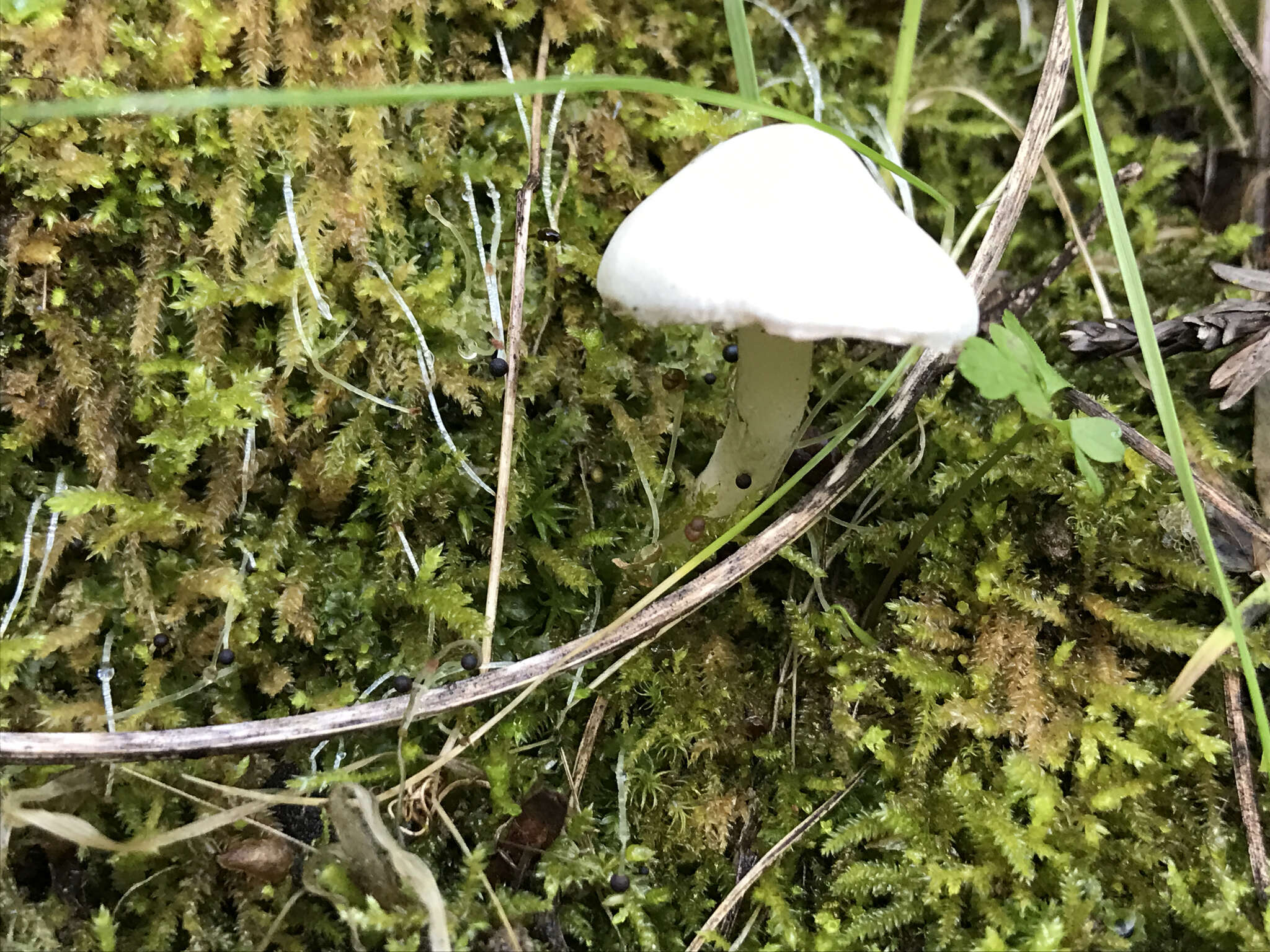 Image of Inocybe insinuata Kauffman 1924