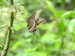 صورة Papilio astyalus Godart 1819