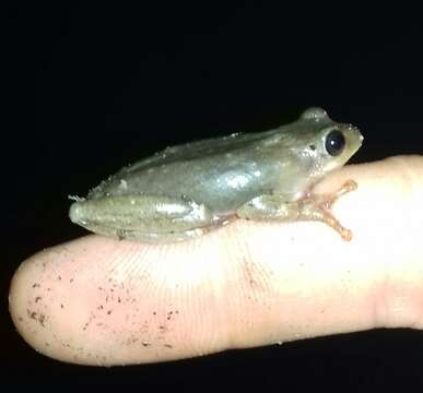 Image of Common Reed Frog