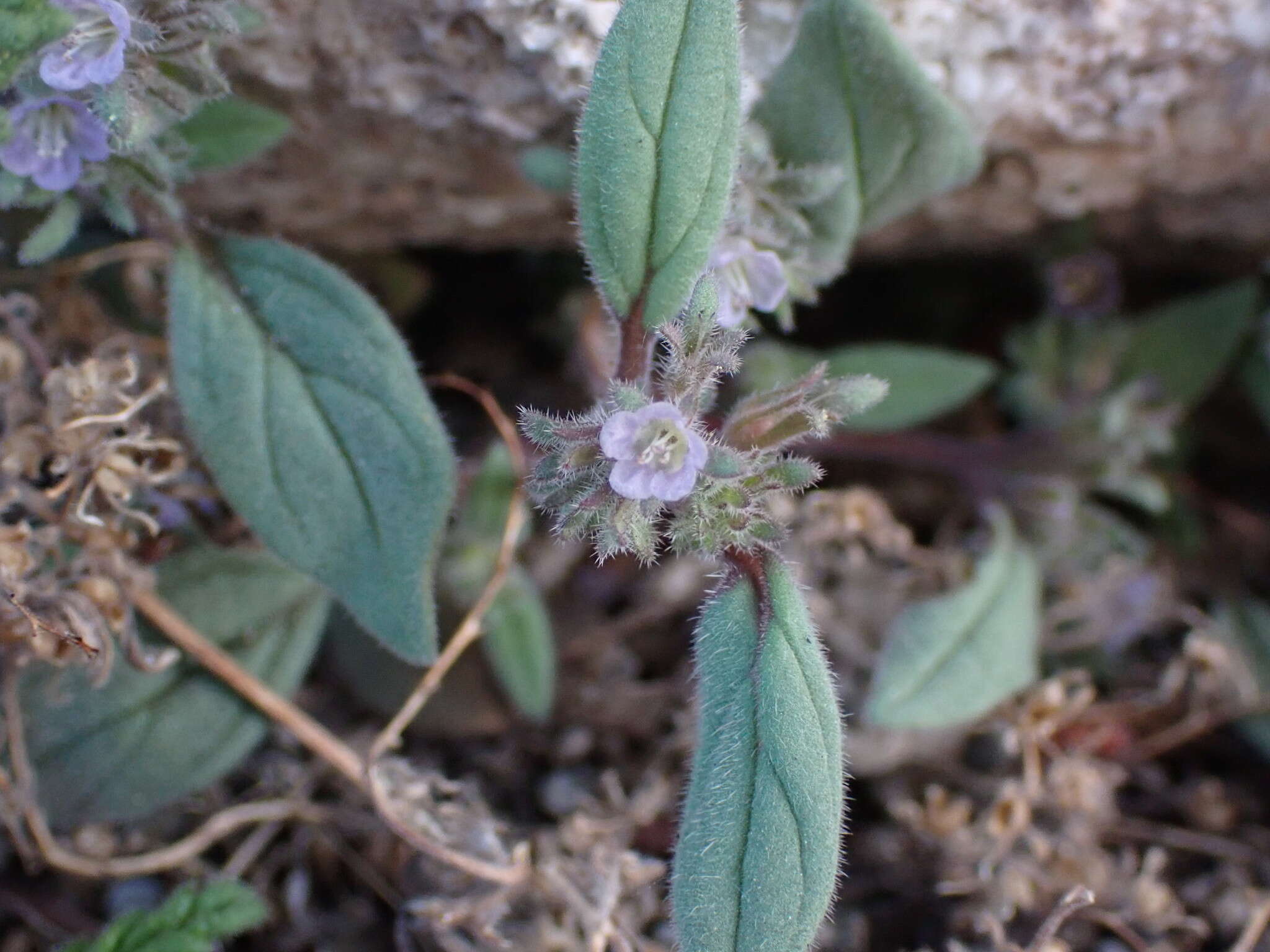 Image de Phacelia austromontana Howell