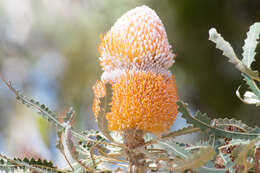 Image of Banksia prionotes Lindl.