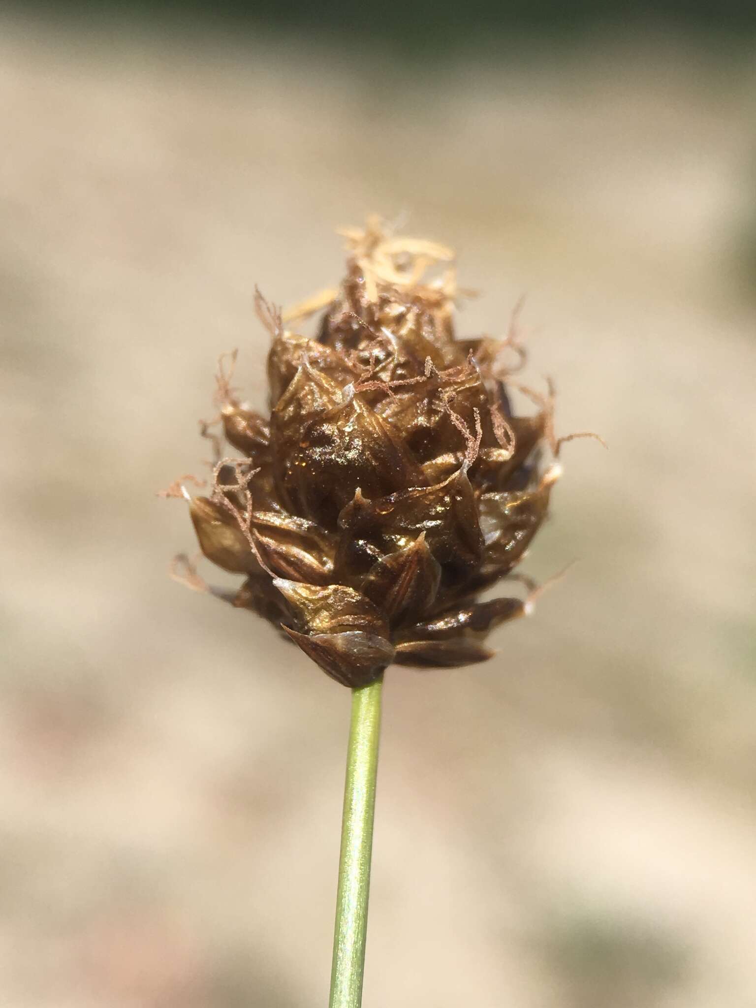 Image of Brewer's sedge