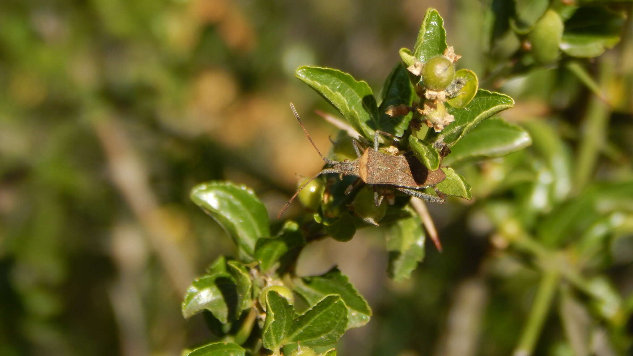 Image of Leaf-footed bug