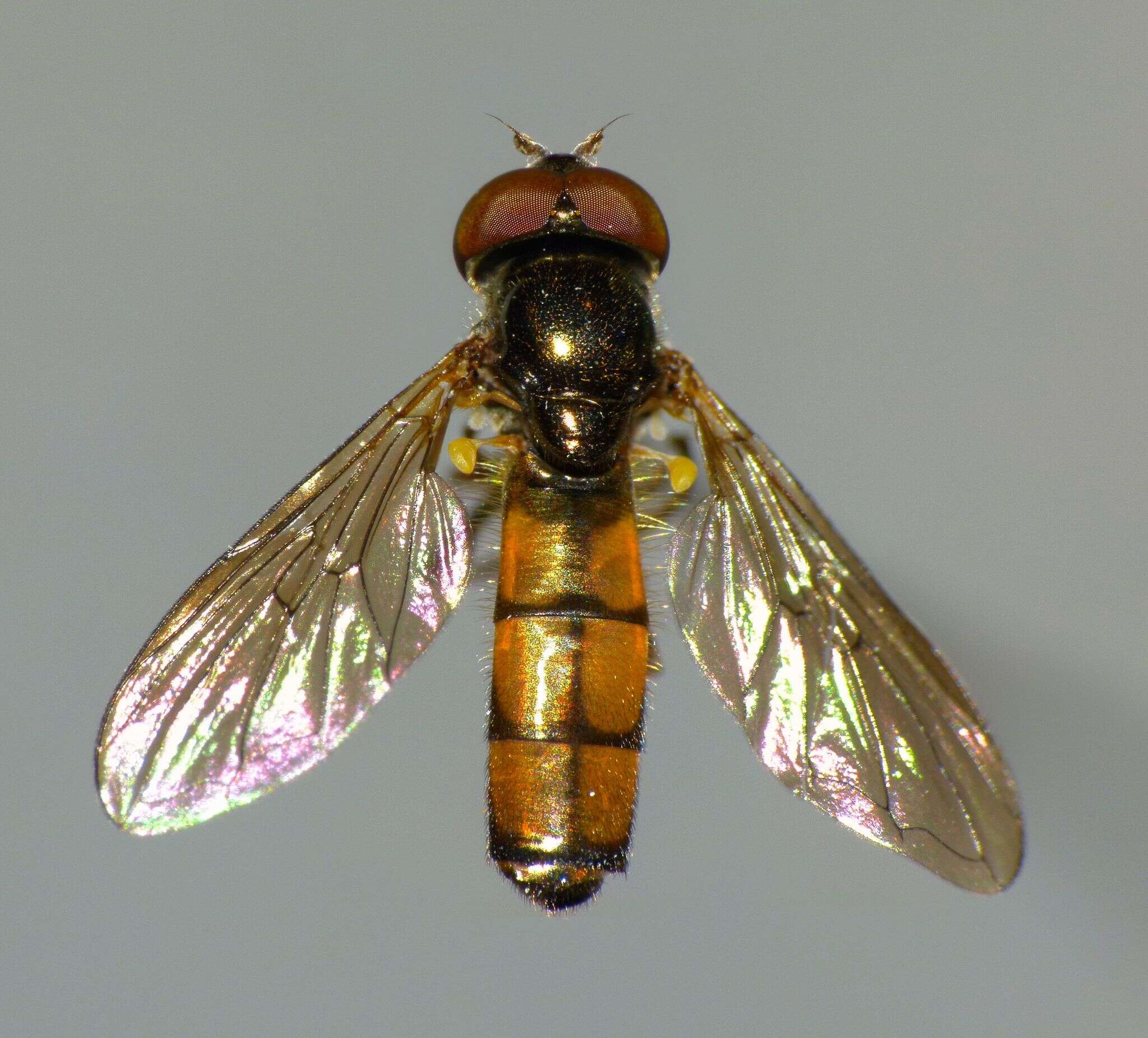 Image of Melanostoma fasciatum (Macquart 1850)