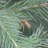 Image of Vespula nursei Archer 1981