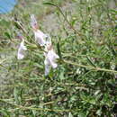 Image of Stachys fruticulosa M. Bieb.