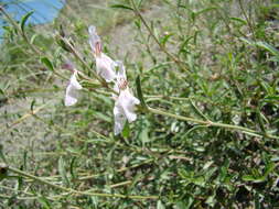 Image of Stachys fruticulosa M. Bieb.