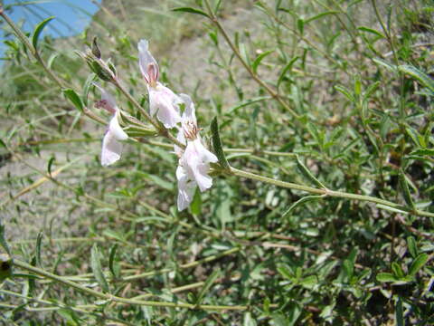 Imagem de Stachys fruticulosa M. Bieb.