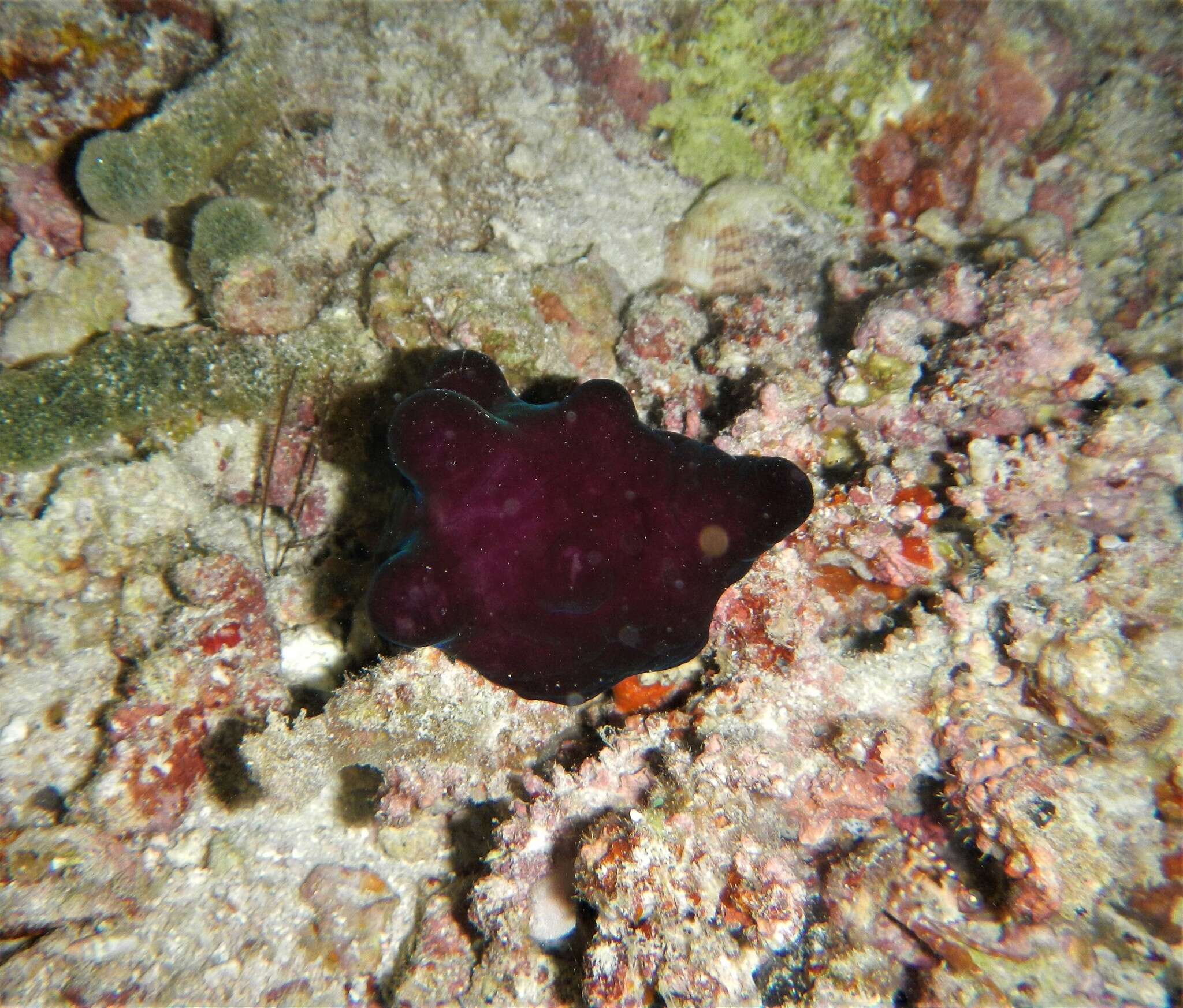 Image of Maldives sponge snail