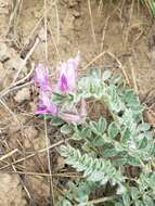 Image of bent milkvetch