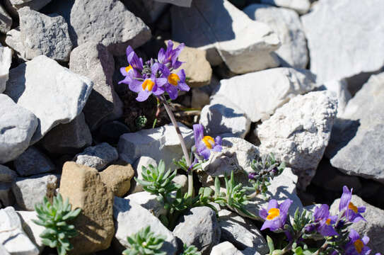 Image of Linaria alpina subsp. alpina