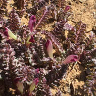 Image of dwarf lousewort