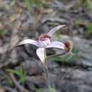 Image of Sugar candy orchid