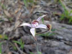 Image of Sugar candy orchid