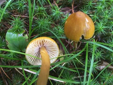 Image of Entoloma luteum Peck 1902