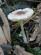 Plancia ëd Leucoagaricus viriditinctus (Berk. & Broome) J. F. Liang, Zhu L. Yang & J. Xu 2010