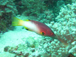 Image of Axil hogfish