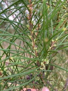 Image of Hakea actites W. R. Barker