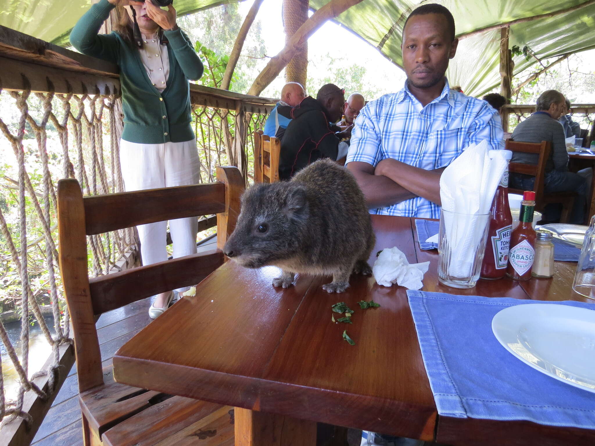 Image of Tree hyrax