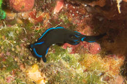 Image of Morose black and blue slug