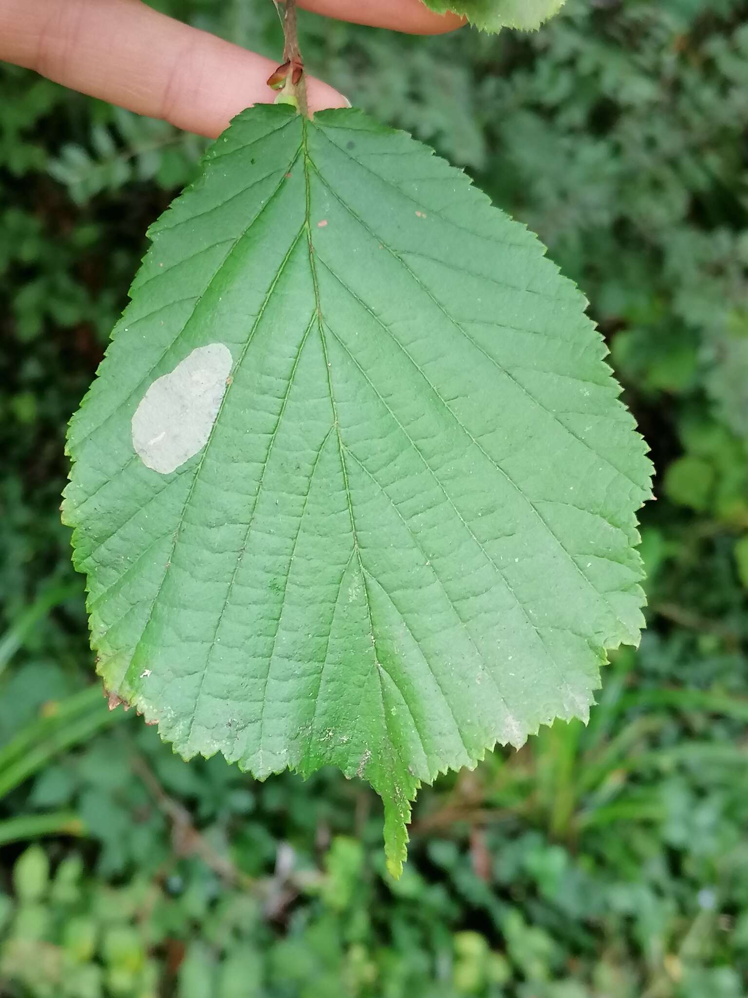 Image de Phyllonorycter coryli (Nicelli 1851)