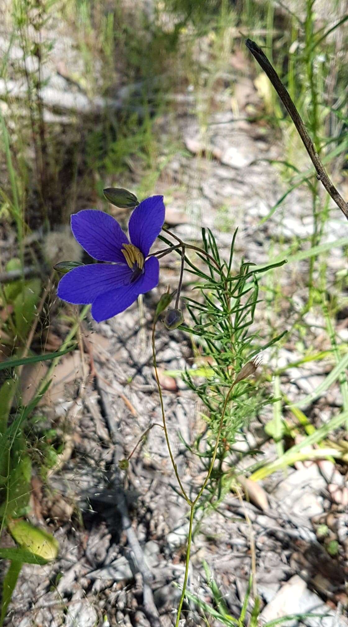 Image de Cheiranthera linearis A. Cunn.