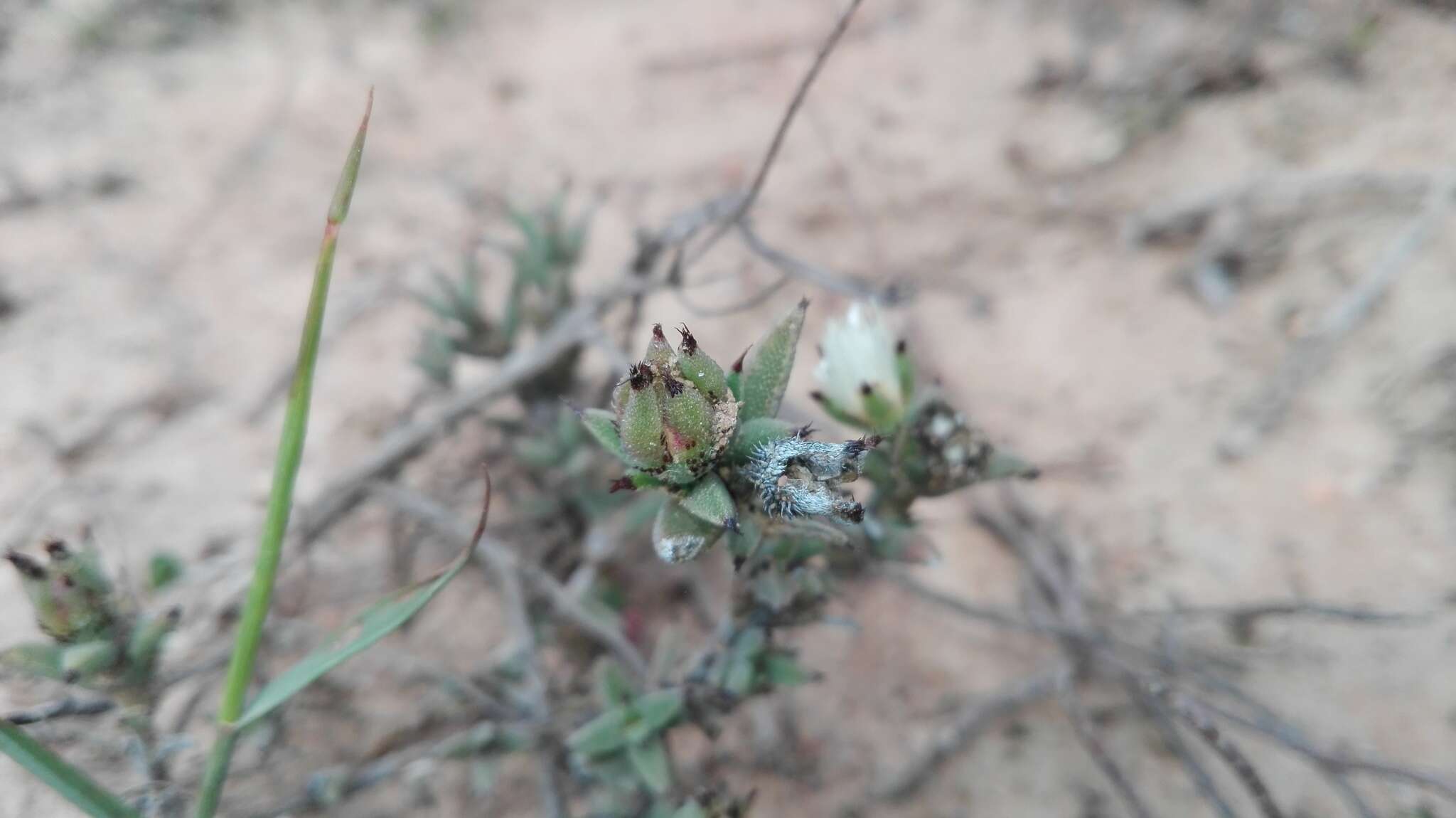 Image of Trichodiadema orientale L. Bol.