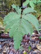 Sivun Pteris setulosocostulata Hayata kuva